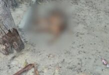 Cachorro morre de fome e outro é encontrado em estado extremo de magreza na zona Norte de Manaus